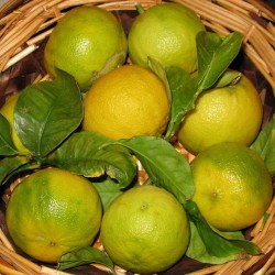 Citron Bergamote